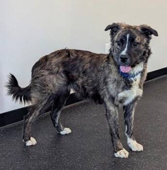 Lil` Suzie -  Mixed Breed Dog for Adoption in Portola, California - Lil` Suzie | PetCurious