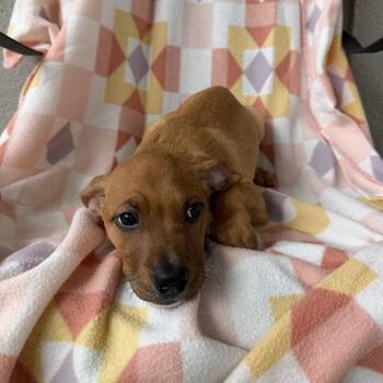 Jorts -  Labrador Retriever and Mixed Breed Dog for Adoption in Binghamton, New York - Jorts | PetCurious