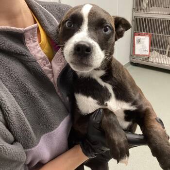 Adeline -  Husky and Mixed Breed Dog for Adoption in Abilene, Texas - Adeline | PetCurious