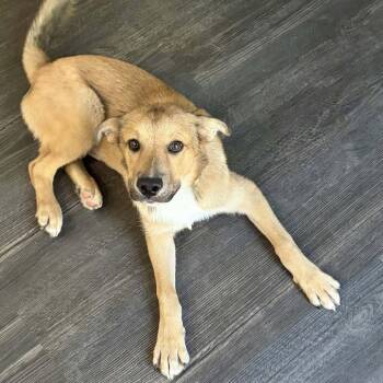 Buddie -  Shepherd Dog for Adoption in Beulaville, North Carolina - Buddie | PetCurious