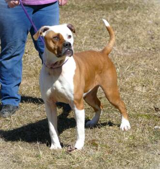 Boxer and American Staffordshire Terrier Dogs Available for Adoption - ROCKY | PetCurious
