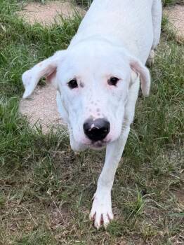 261106  Bob -  Labrador Retriever Dog for Adoption in Wetumpka, Alabama - 261106  Bob | PetCurious