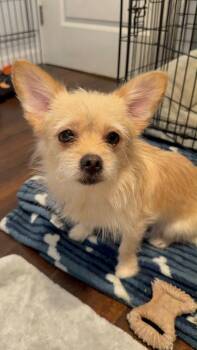 Tiffany -  Terrier Dog for Adoption in St. Petersburg, Florida - Tiffany | PetCurious