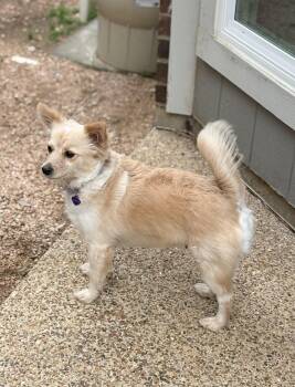 Pomeranian and Chihuahua Dogs Available for Adoption in Southlake, Texas - Elsa  | PetCurious