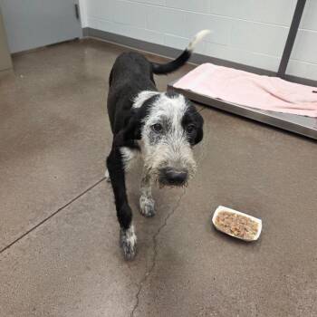 Kiki -  Terrier Dog for Adoption in Chattanooga, Tennessee - Kiki | PetCurious