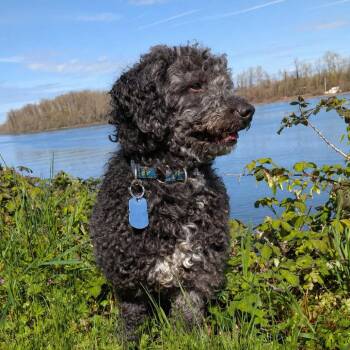Poodle Dogs Available for Adoption in Portland, Oregon - Montgomery | PetCurious