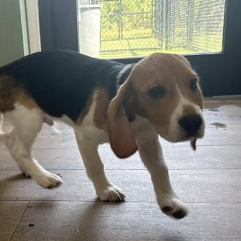 ZJ6 3961 -  Beagle Dog for Adoption in Loxahatchee Groves, Florida - ZJ6 3961 | PetCurious
