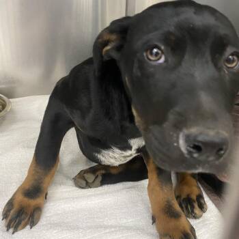 Mixed Breed Dogs Available for Adoption - Sanjay | PetCurious