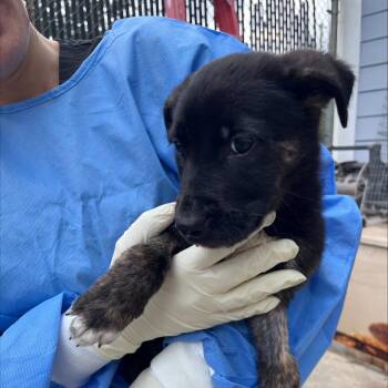 Brock -  Mixed Breed Dog for Adoption in New York, New York - Brock | PetCurious