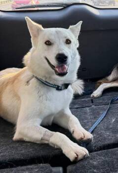 Diesel -  Siberian Husky Dog for Adoption in Carrollton, Texas - Diesel | PetCurious