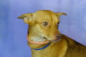 Chihuahua and Mixed Breed Dogs Available for Adoption in Fort Lauderdale, Florida - QUIJOTE | PetCurious