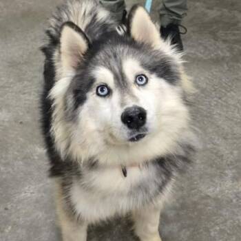 Rescue Husky and Alaskan Malamute Dogs for Adoption in Phoenixville, Pennsylvania - Runic | PetCurious