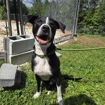 Pogo -  Hound Dog for Adoption in Spruce Pine, North Carolina - Pogo | PetCurious