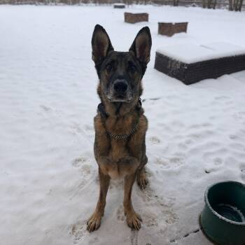 German Shepherd Dog Dogs Available for Adoption in Plain City, Ohio - Cain | PetCurious