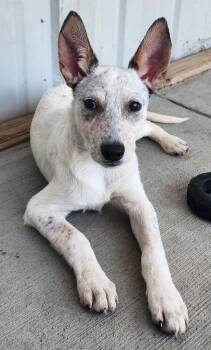 Frilly Sprinkle Magic -  Australian Cattle Dog Blue Heeler Dog for Adoption in Fort Lupton, Colorado - Frilly Sprinkle Magic | PetCurious