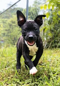 Boscoe - UP & COMING -  Staffordshire Bull Terrier Dog for Adoption in Maryville, Tennessee - Boscoe - UP & COMING | PetCurious