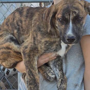 American Staffordshire Terrier and Black Labrador Retriever Dogs Available for Adoption in Klamath Falls, Oregon - Brin | PetCurious