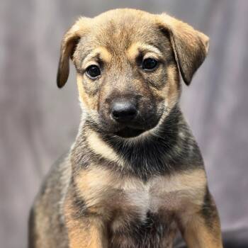Shepherd and Boxer Dogs Available for Adoption in San Diego, California - Chicago Pup - Cougars | PetCurious