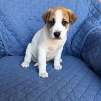 Rescue Boxer and Siberian Husky Dogs for Adoption in Olathe, Kansas - Bartle | PetCurious