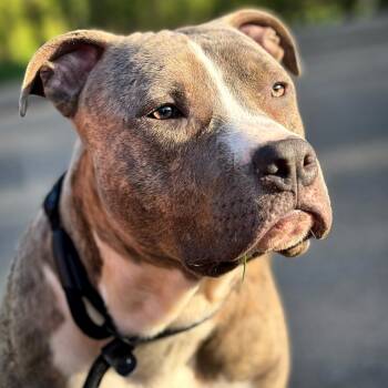 Rescue Mixed Breed Dogs for Adoption in Pittsburgh, Pennsylvania - Buddy | PetCurious