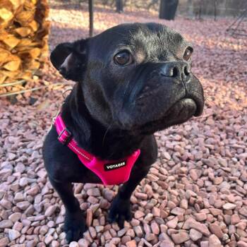 Odi -  French Bulldog Dog for Adoption in Las Vegas, Nevada - Odi | PetCurious