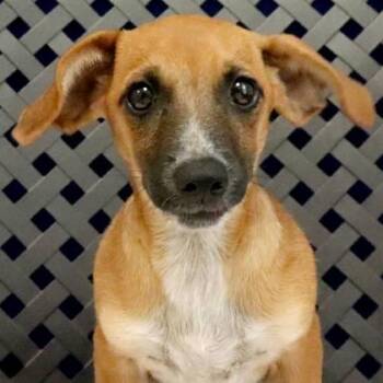Sandstone -  Dachshund Dog for Adoption in Midland, Texas - Sandstone | PetCurious