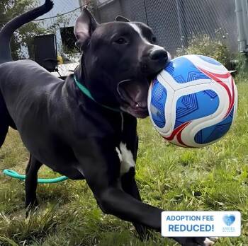 Davide -  Pit Bull Terrier Dog for Adoption in Naperville, Illinois - Davide | PetCurious