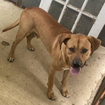 Mixed Breed Dogs Available for Adoption in Jena, Louisiana - Duke | PetCurious