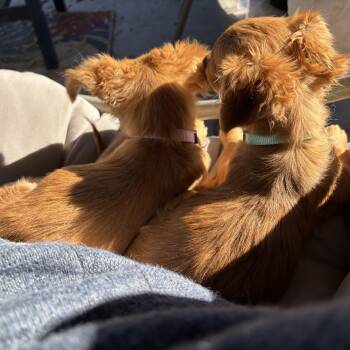 Thelma and Louise -  Chihuahua Dog for Adoption in Lancaster, California - Thelma And Louise | PetCurious