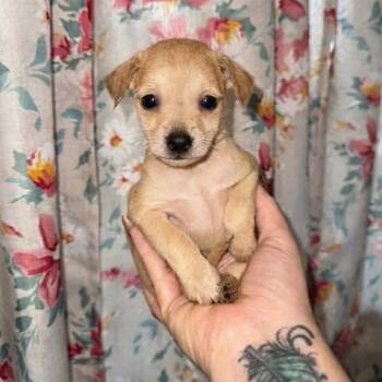 Chihuahua Dogs Available for Adoption - Romi | PetCurious