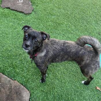 Priska *Arriving 7/25* D11798 -  Terrier and Pug Dog for Adoption - Priska *Arriving 7/25* D11798 | PetCurious