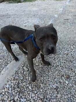 Rescue Terrier and Mixed Breed Dogs for Adoption in Fort Worth, Texas - 58786950 | PetCurious