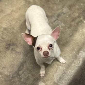 Chihuahua and Border Collie Dogs Available for Adoption - Pebble | PetCurious