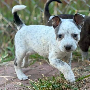 Rosie -  Australian Cattle Dog Blue Heeler and Mixed Breed Dog for Adoption in Dysart, Iowa - Rosie | PetCurious
