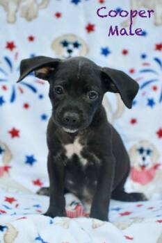 Rescue Pit Bull Terrier Dogs for Adoption in Lutz, Florida - Cooper | PetCurious