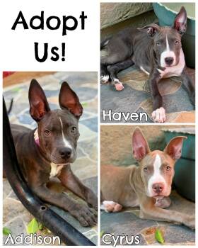 Pit Mix Litter -  Pit Bull Terrier Dog for Adoption in Glendale, Arizona - Pit Mix Litter | PetCurious