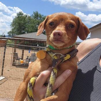 Chrissie -  Chihuahua and Miniature Dachshund Dog for Adoption in Prescott, Arizona - Chrissie | PetCurious