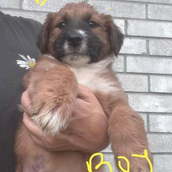Raleigh -  Shepherd and Labrador Retriever Dog for Adoption in Boerne, Texas - Raleigh | PetCurious