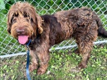 Maverick -  Labradoodle Dog for Adoption in Bedford Hills, New York - Maverick | PetCurious
