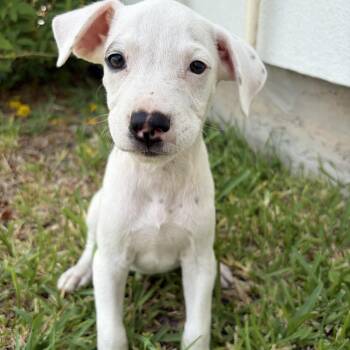 Randall -  Dogo Argentino Dog for Adoption in Harlingen, Texas - Randall | PetCurious