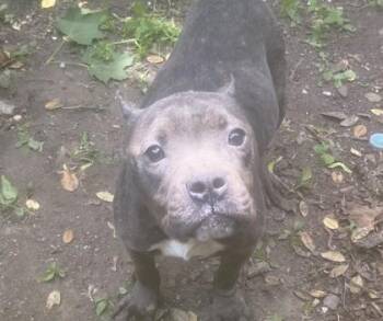 Rosie -  Mixed Breed Dog for Adoption in West Chester, Pennsylvania - Rosie | PetCurious