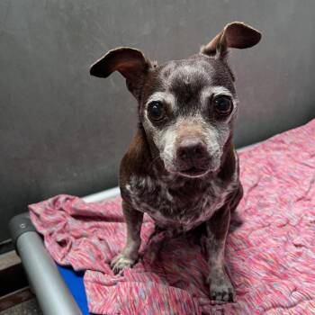Chihuahua Dogs Available for Adoption - CHOWDER | PetCurious