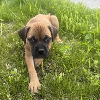 Sergeant Ditto -  Mastiff and Labrador Retriever Dog for Adoption in Morristown, Vermont - Sergeant Ditto | PetCurious