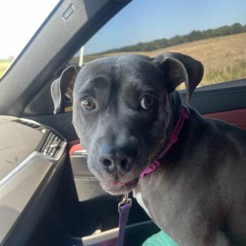 Rescue Pit Bull Terrier Dogs for Adoption in Burlington, New Jersey - Junie | PetCurious