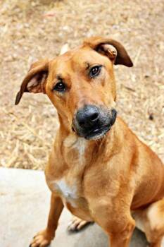 Rhodesian Ridgeback and Mixed Breed Dogs Available for Adoption in Morton Grove, Illinois - Penelope | PetCurious
