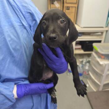Mixed Breed Dogs Available for Adoption in Duncan, Oklahoma - Luna | PetCurious