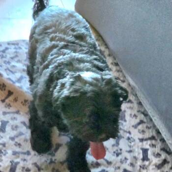 Shih Tzu Dogs Available for Adoption in Tunkhannock, Pennsylvania - Molly Black | PetCurious