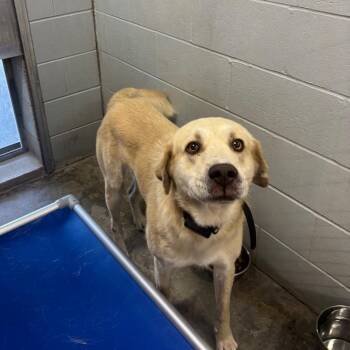Clay -  Yellow Labrador Retriever Dog for Adoption in Brookfield, Missouri - Clay | PetCurious