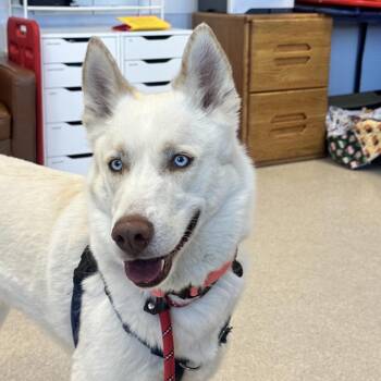 Myra -  Husky Dog for Adoption in Murray, Utah - Myra | PetCurious