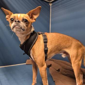 Hamm -  Chihuahua and Pug Dog for Adoption in Yuma, Arizona - Hamm | PetCurious
